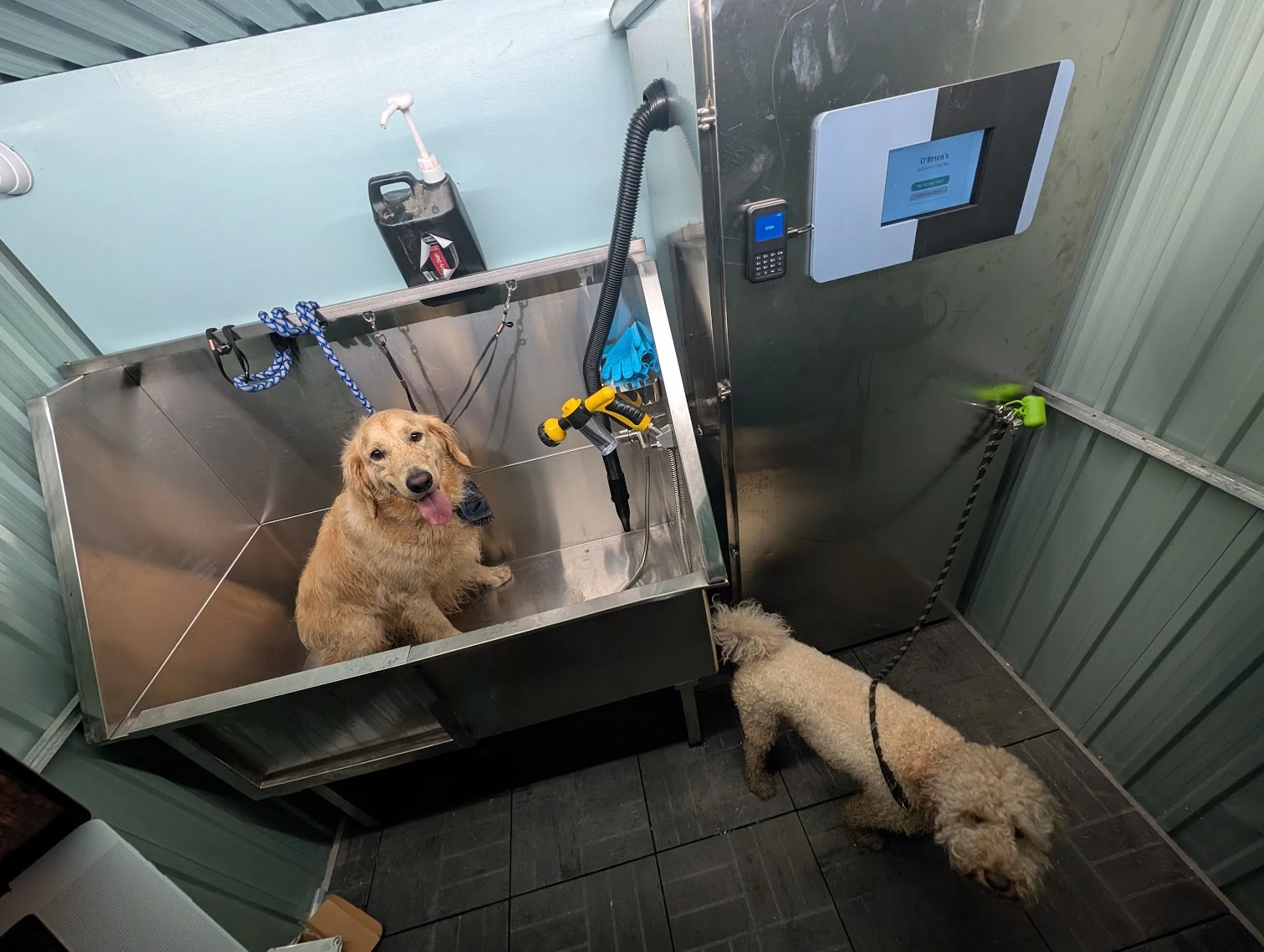 A golden retriever sitting in the stainless steel wash tub